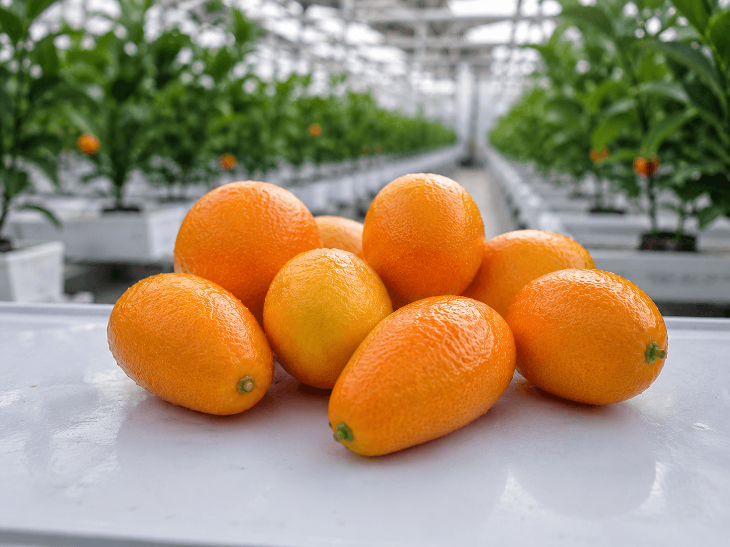 Kumquat